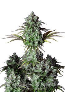 Nasiona Original Big Bud Auto - FASTBUDS