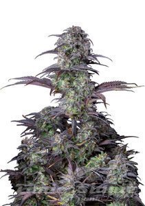 Nasiona Original Blueberry Auto - FASTBUDS