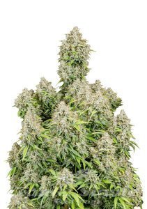 Nasiona Original Cinderella Auto - FASTBUDS