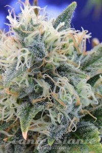 Original Sensible Seeds - Girl Scout Cookies