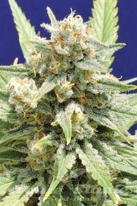Original Sensible Seeds - Stinkin Bishop