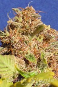 Original Sensible Seeds - Wedding Cake Auto
