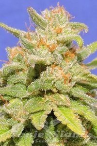Original Sensible Seeds - White Crystal Meth Auto