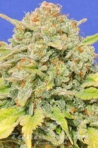 Original Sensible Seeds - Zkittlez