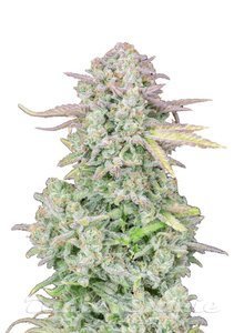 Nasiona Original Trainwreck Auto - FASTBUDS