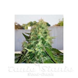 Outdoor OG Kush Fast - BIOGENETIC