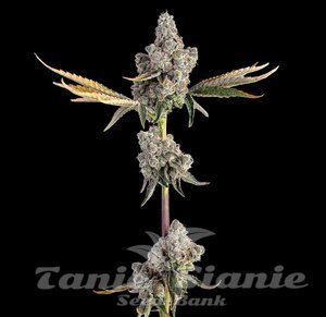 Overtime - HAPPY VALLEY GENETICS