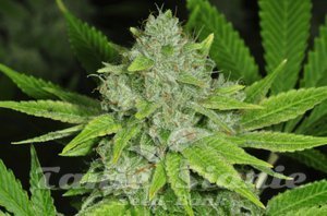 P#1 x GG Fast - BIOGENETIC