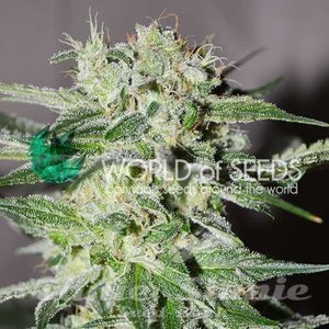 Nasiona Pakistan Valley Early Harvest - WORLD OF SEEDS