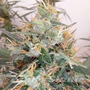 Panama A5 Haze - ACE SEEDS