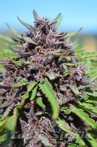 Panama x PCK - ACE SEEDS