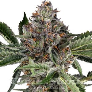 Papaya Jealousy - SENSI SEEDS