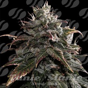 Papaya Stank - ORIGINAL SENSIBLE SEEDS