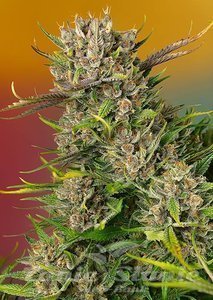 Papaya Zoap Auto - SWEET SEEDS