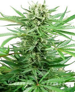 Nasiona Papi Chulo OG - SENSI SEEDS