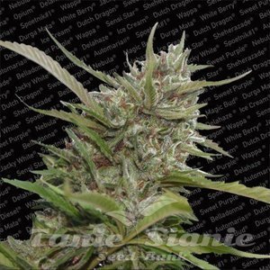 PARADISE SEEDS - Auto White Berry