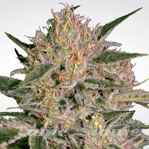 Nebula II CBD - PARADISE SEEDS