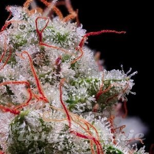 Peach Crescendo RF3 Auto - ETHOS GENETICS