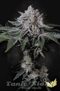 Peach Frosting - PARADISE SEEDS