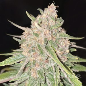 Peanut Butter Breath Auto