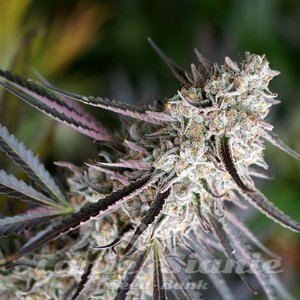 Peanut Butter Breath Fast - HUMBOLDT SEED ORGANIZATION