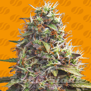 Pellezino Cookies - ORIGINAL SENSIBLE SEEDS