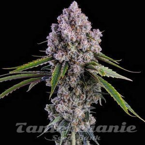 Pepe Silvia R1 - ETHOS GENETICS
