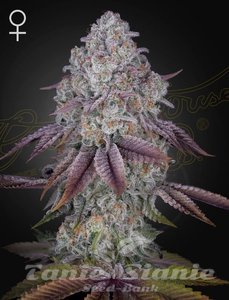 Nasiona Persian Pie - GREEN HOUSE SEEDS
