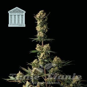 Nasiona Peyote Forum - SEEDSMAN