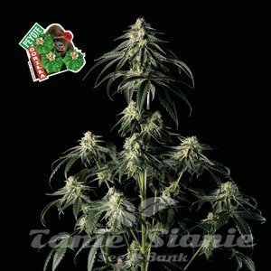 Nasiona Peyote Gorilla - SEEDSMAN