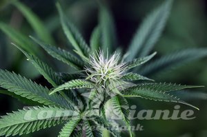 Nasiona Peyote Wi-Fi CBD 2:1 - SEEDSMAN