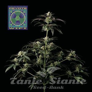 Nasiona Peyote Wi-Fi - SEEDSMAN