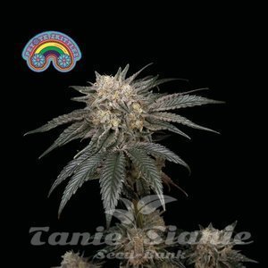 Nasiona Peyote Zkittlez - SEEDSMAN
