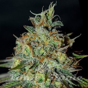 Picante - G13 LABS