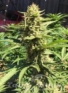 Pineapple Chunk