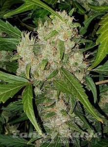Pineapple Express Auto - BIOGENETIC