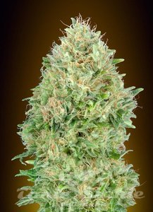 Pineapple Glue - ADVANCED SEEDS