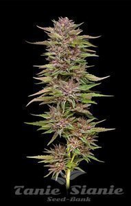 Pineapple Muffin - HUMBOLDT SEED COMPANY