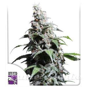 Pineapple Poison - DUTCH PASSION
