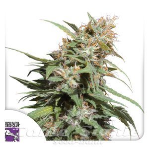 Pineapple Poison - Super Sativa Seed Club
