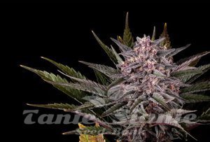 Nasiona Pink Gelato - KANNABIA SEED