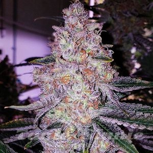 Planet of the Grapes Rbx - ETHOS GENETICS