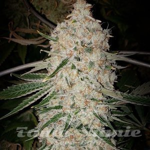 Pluto Cut AUTO R F3 - ETHOS GENETICS