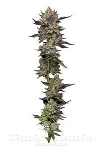 Poddy Mouth - HUMBOLDT SEED COMPANY