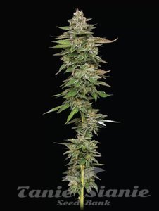 Poddy Mouth - HUMBOLDT SEED COMPANY