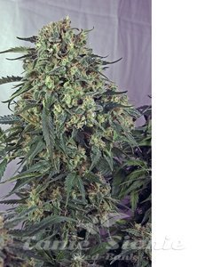 CBD + Caramelice - POSITRONICS