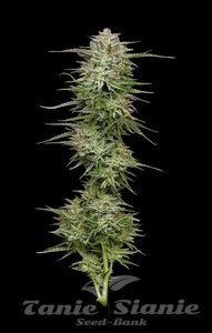 Pound Town Auto - HUMBOLDT SEED COMPANY