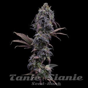 Princess Haze - BROTHERS GRIMM SEEDS