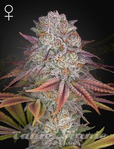 Nasiona Pulp Friction - GREEN HOUSE SEEDS