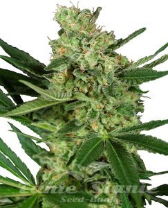 Nasiona Pumpkin Spice - SENSI SEEDS